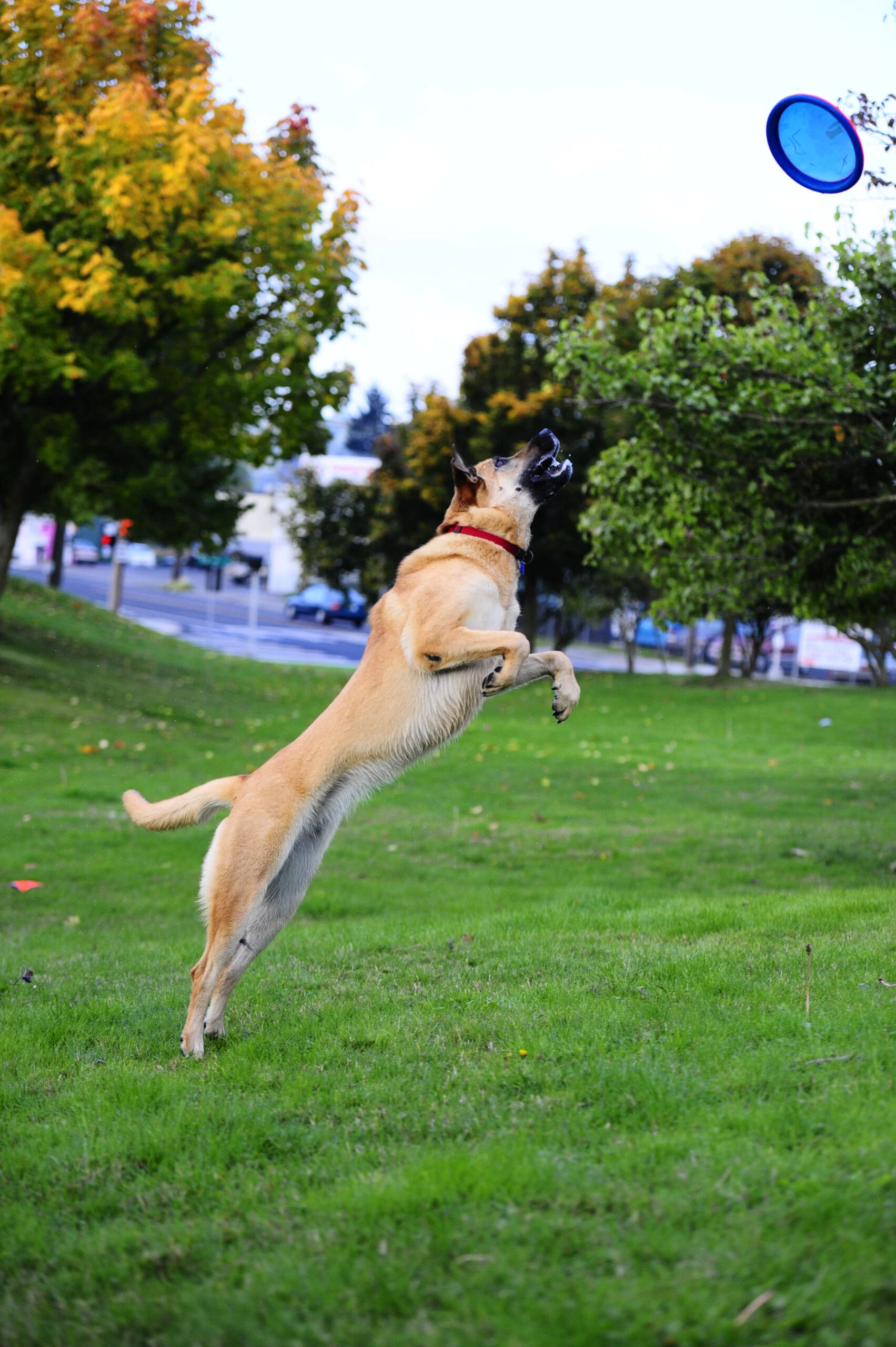 Hundefrisbee, schwimmfähig, Ø 16 cm – Chuckit! Paraflight S – Bild 2
