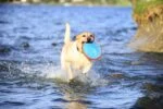 Hundefrisbee, schwimmfähig, Ø 16 cm – Chuckit! Paraflight S – Bild 5