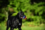 Zerrspielzeug für Hunde mit Tennisball und Band, ø 5 cm – Chuckit! Ultra Tug S – Bild 3