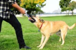 Zerrspielzeug für Hunde mit Tennisball und Band, ø 5 cm – Chuckit! Ultra Tug S – Bild 4