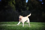 Zerrspielzeug für Hunde mit 2 Tennisbällen und Nylonband, ø 5 cm – Chuckit! Ultra Duo Tug S – Bild 4