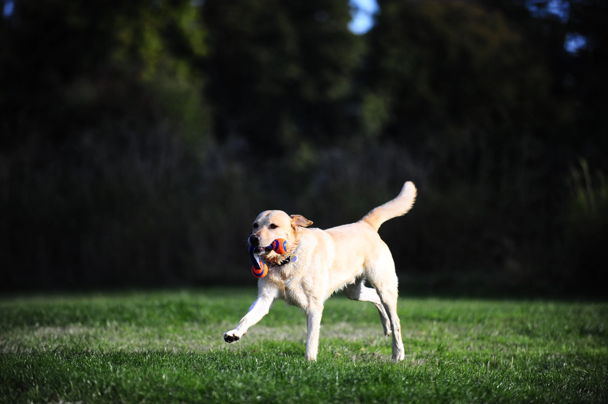 Zerrspielzeug für Hunde mit 2 Tennisbällen und Nylonband, ø 5 cm – Chuckit! Ultra Duo Tug S – Bild 4
