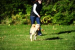 Zerrspielzeug für Hunde mit 2 Tennisbällen und Nylonband, ø 5 cm – Chuckit! Ultra Duo Tug S – Bild 3