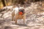 Apportierball für Hunde, schwimmfähig, Ø 6 cm – Chuckit! Air Fetch Ball – Bild 3