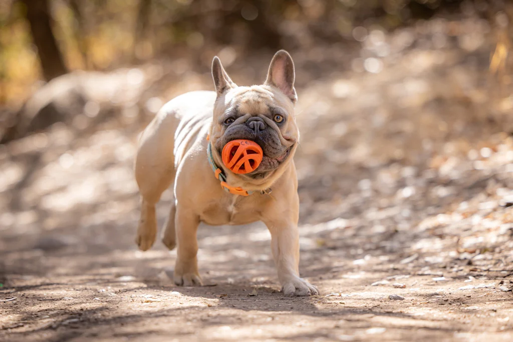 Apportierball für Hunde, schwimmfähig, Ø 6 cm – Chuckit! Air Fetch Ball – Bild 3
