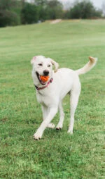 Apportierball für Hunde, schwimmfähig, Ø 6 cm – Chuckit! Air Fetch Ball – Bild 4