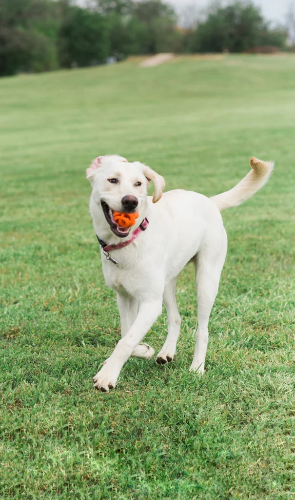 Apportierball für Hunde, schwimmfähig, Ø 6 cm – Chuckit! Air Fetch Ball – Bild 4