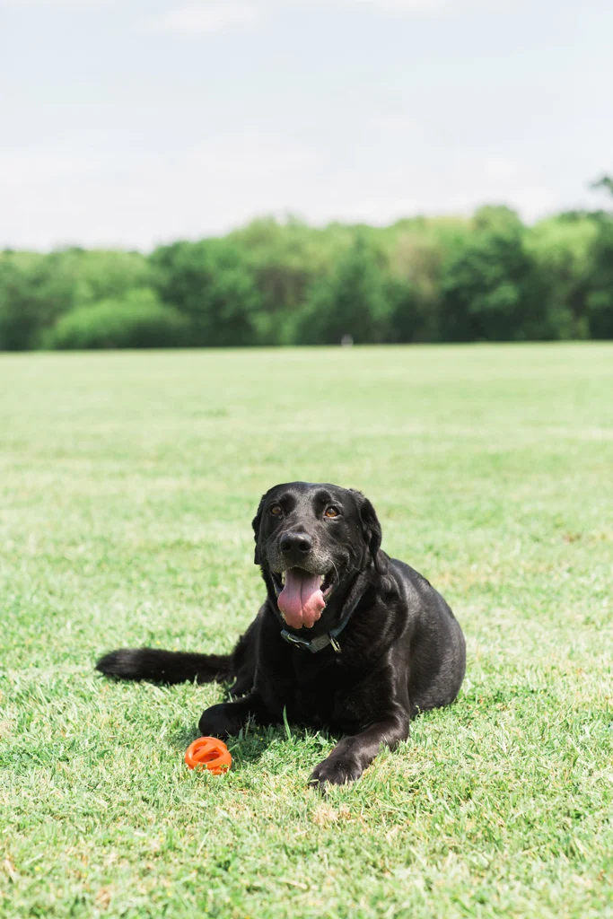 Apportierball für Hunde, schwimmfähig, Ø 6 cm – Chuckit! Air Fetch Ball – Bild 5