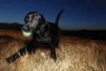 Hundeball aus Gummi, leuchtend, Ø 5 cm – Chuckit! Max Glow S – Bild 3
