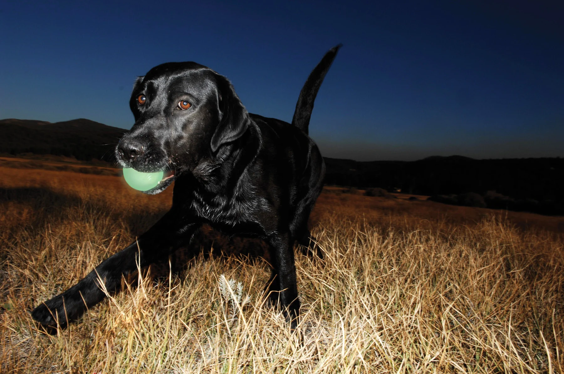 Hundeball aus Gummi, leuchtend, Ø 5 cm – Chuckit! Max Glow S – Bild 3