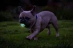 Leuchtender Hunde-Ball M, schwimmfähig, 6 cm, 2 Stück – Chuckit! Air Glow Fetch Ball – Bild 4