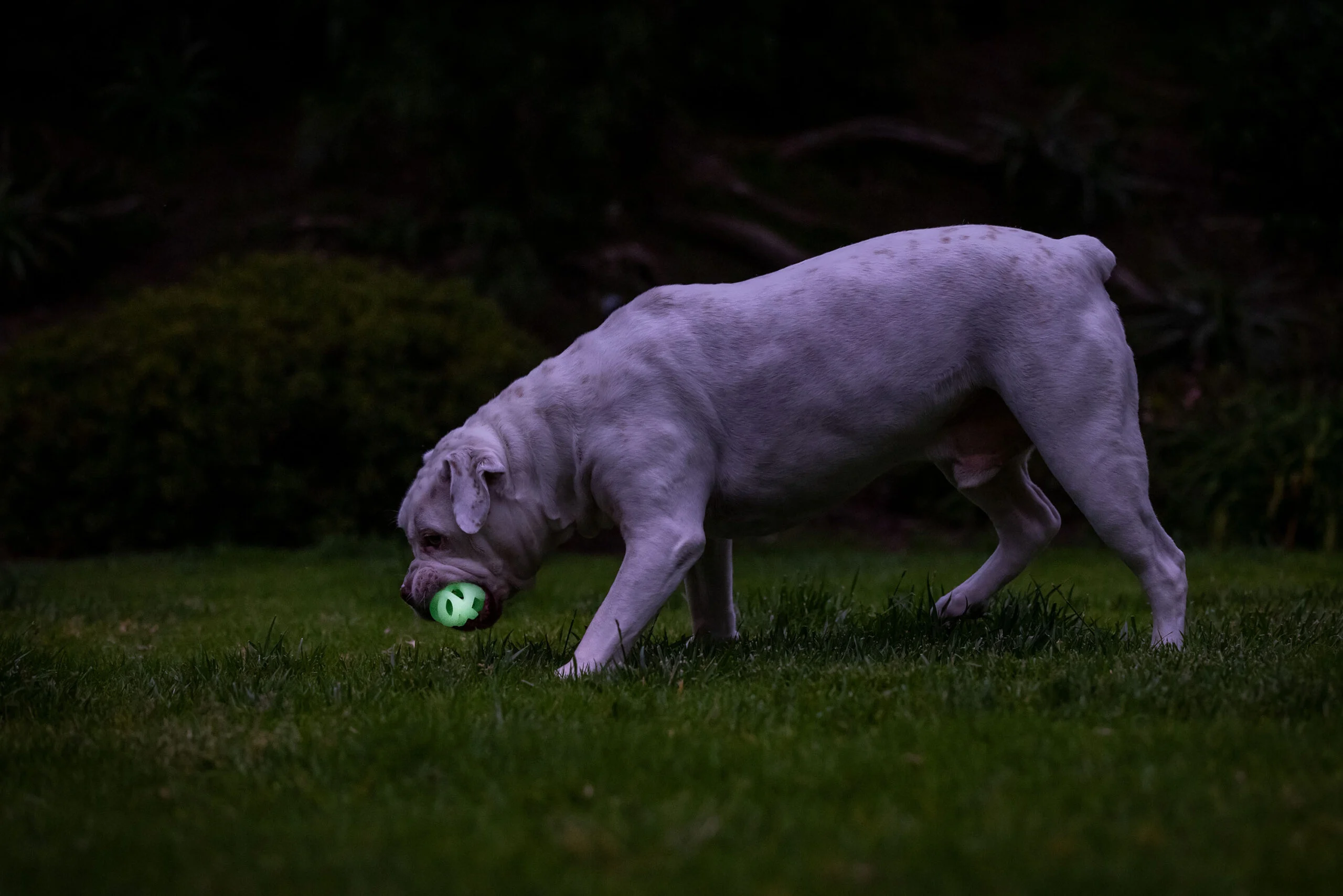 Leuchtender Hunde-Ball M, schwimmfähig, 6 cm, 2 Stück – Chuckit! Air Glow Fetch Ball – Bild 6