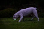 Leuchtender Hundeball M, schwimmfähig, 6 cm – Chuckit! Air Glow Fetch Ball – Bild 4