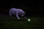 Leuchtender Hundeball M, schwimmfähig, 6 cm – Chuckit! Air Glow Fetch Ball – Bild 5