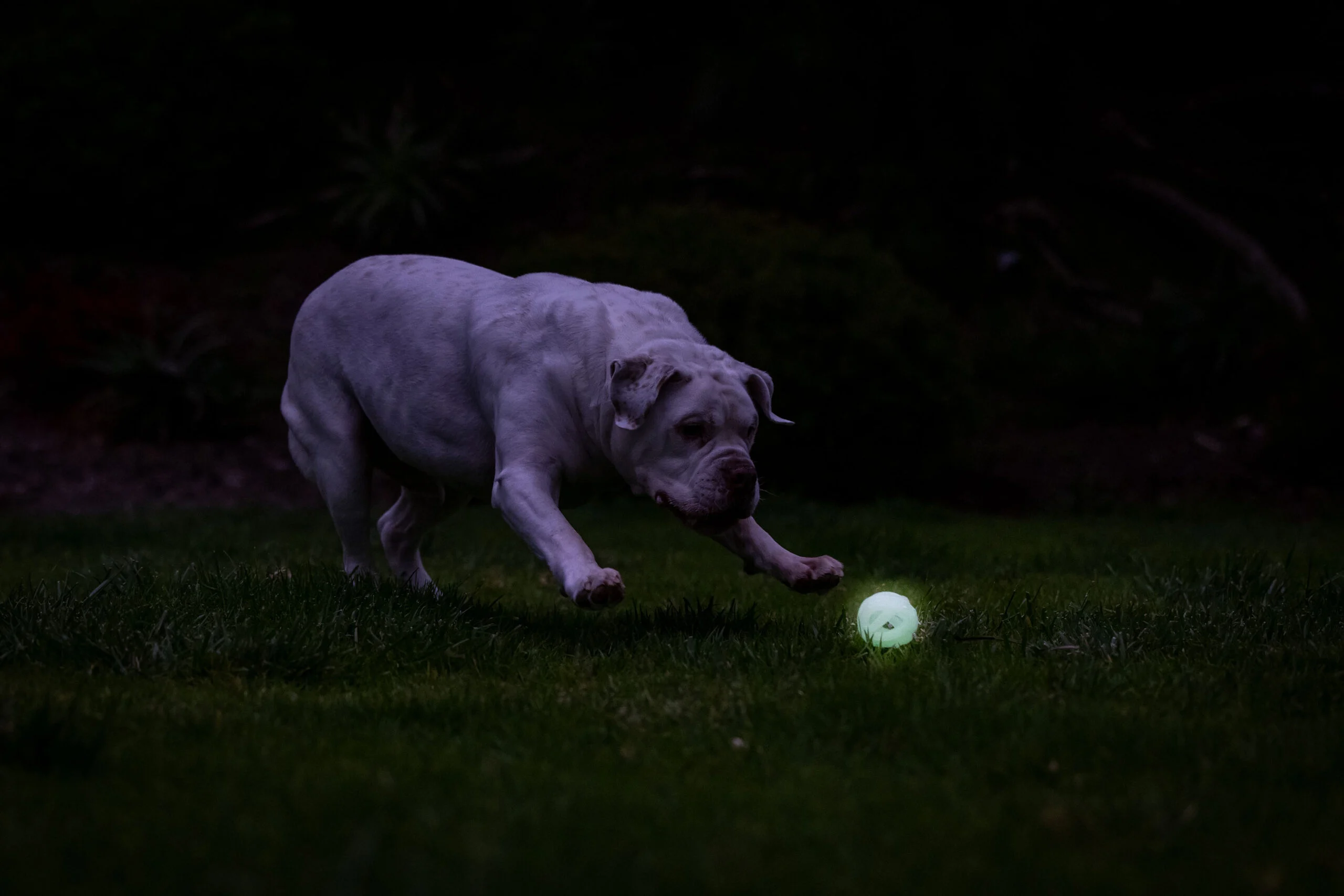 Leuchtender Hundeball M, schwimmfähig, 6 cm – Chuckit! Air Glow Fetch Ball – Bild 5