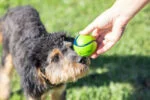 Hundebälle mit Bacon und Erdnussbutterduft, 4 Stück – Chuckit! Sniff Fetch Ball Bacon & Peanut Butter M – Bild 2