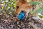 Hundebälle mit Bacon und Erdnussbutterduft, 4 Stück – Chuckit! Sniff Fetch Ball Bacon & Peanut Butter M – Bild 3
