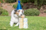Hundeball mit Vanilleduft, M 6 cm – Chuckit! Birthday Fetch Ball – Bild 2