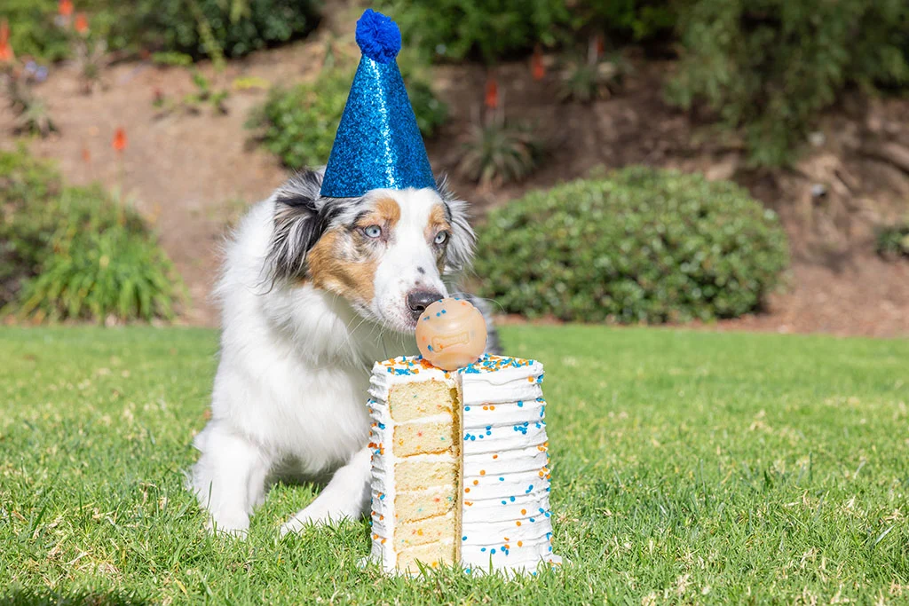 Hundeball mit Vanilleduft, M 6 cm – Chuckit! Birthday Fetch Ball – Bild 2