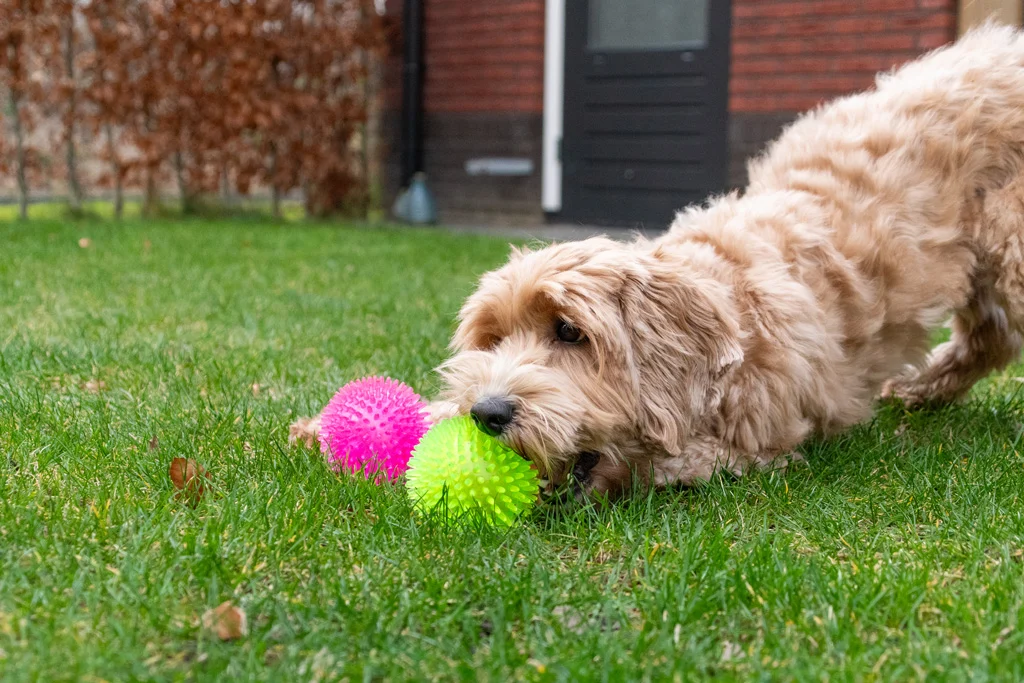 Hundeball mit Noppen und Quietscher, S 5 cm, Orange – Dog Comets Exoplanet – Bild 5