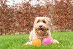 Hundeball mit Noppen und Quietscher, S 5 cm, Orange – Dog Comets Exoplanet – Bild 6