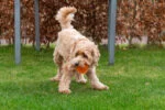 Hundeball mit Noppen und Quietscher, S 5 cm, Rosa – Dog Comets Exoplanet – Bild 3