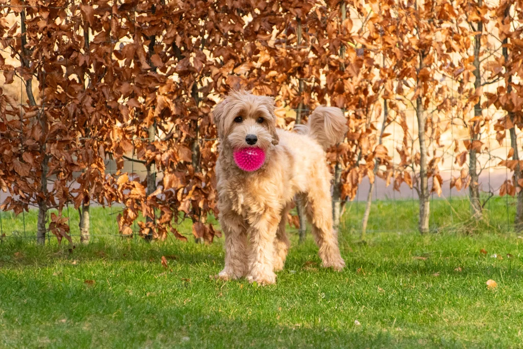 Hundeball mit Noppen und Quietscher, M 8 cm, Grün – Dog Comets Exoplanet – Bild 4