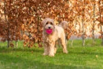 Igelball für Hunde mit Quietscher, Grün L, 10,5 cm – Dog Comets Exoplanet – Bild 4