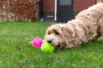 Igelball für Hunde mit Quietscher, Grün L, 10,5 cm – Dog Comets Exoplanet – Bild 5