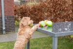 Leuchtender Hundeball mit Quietscher, M 7,5 cm, Orange – Dog Comets Glow In The Dark Moon Ball – Bild 6