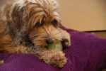 Hundeball mit Leuchtteil und Quietscher S, 5 cm, Grün – Dog Comets Glow In The Dark Moon Ball – Bild 4