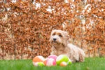 Leuchtender Hundeball mit Quietscher, M 7,5 cm, Grün – Dog Comets Glow In The Dark Moon Ball – Bild 5