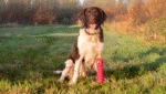 Plüsch Wurfstange für Hunde mit Quietscher, Rosa M, 22,5 cm – Dog Comets Invaders – Bild 3
