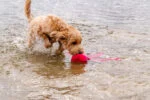 Hundespielzeug mit Quietsche und knisternden Tentakeln, M 28 cm, Orange – Dog Comets Alien Octo – Bild 3