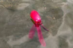 Hundespielzeug mit Quietscher und knisternden Tentakeln, L 37 cm, Orange – Dog Comets Alien Octo – Bild 4