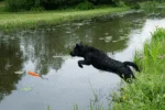 Apportierdummy mit Seil, schwimmfähig, 20 x 4 x 4 cm, Orange – Dog Comets Orion – Bild 6