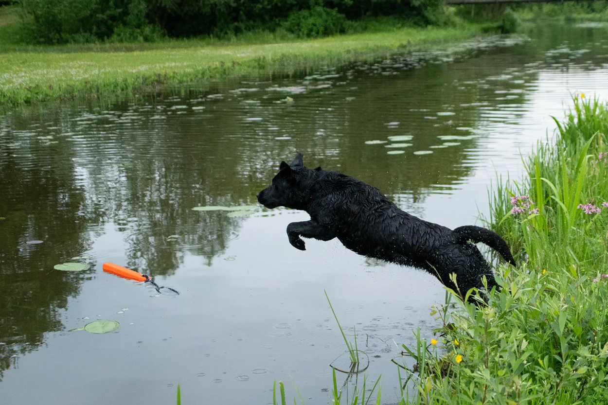 Apportierdummy mit Seil, schwimmfähig, 20 x 4 x 4 cm, Orange – Dog Comets Orion – Bild 6