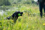 Wurfstock aus Gummi mit Quietscher L, 32 cm, Grün – Dog Comets Meteor – Bild 4