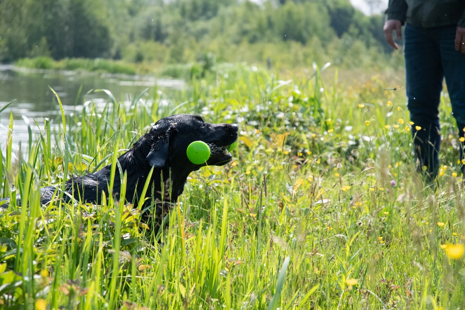 Wurfstock aus Gummi mit Quietscher L, 32 cm, Grün – Dog Comets Meteor – Bild 4