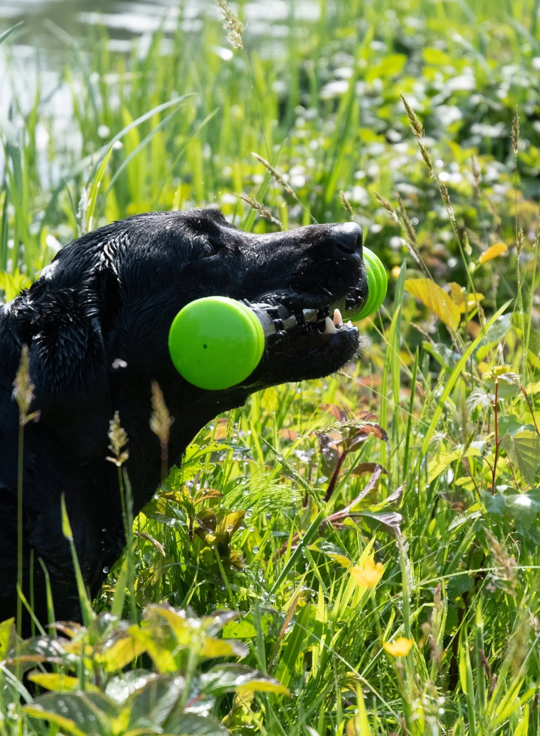 Wurfstock aus Gummi mit Quietscher L, 32 cm, Grün – Dog Comets Meteor – Bild 3