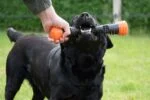 Wurfstange aus Gummi mit Quietscher, L 32 cm, Orange – Dog Comets Meteor – Bild 6