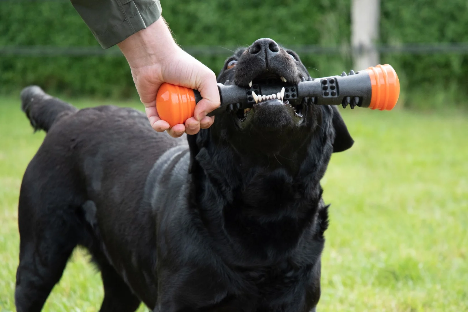 Wurfstange aus Gummi mit Quietscher, L 32 cm, Orange – Dog Comets Meteor – Bild 6
