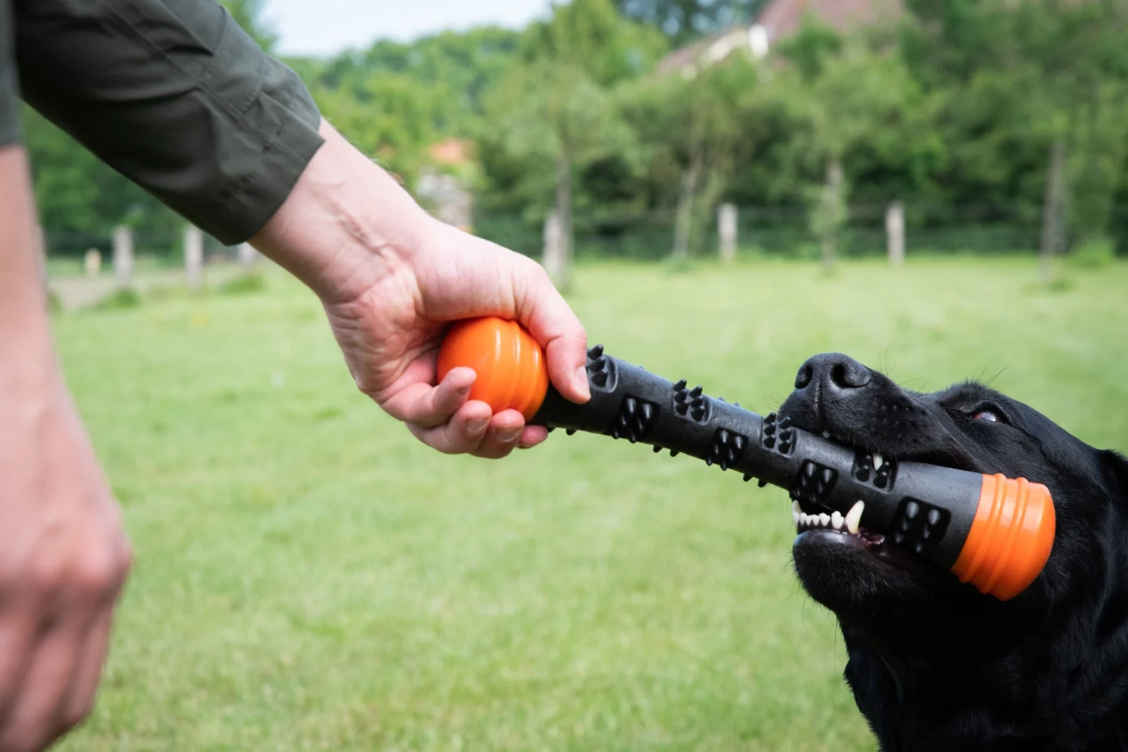 Wurfstange aus Gummi mit Quietscher, L 32 cm, Orange – Dog Comets Meteor – Bild 3