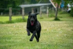 Hundeball mit einziehbarer Schnur, Orange – Dog Comets Blazar Jet – Bild 5