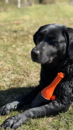 Apportierspielzeug mit Seil fürs Wasser, 23 cm, Grün – Dog Comets Bobber – Bild 5