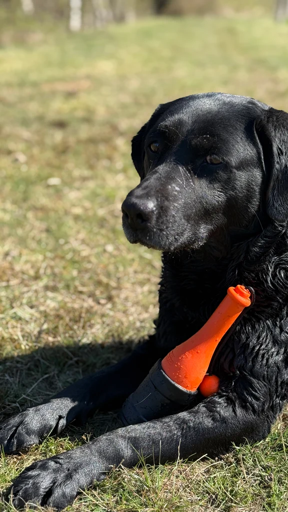 Apportierspielzeug mit Seil fürs Wasser, 23 cm, Grün – Dog Comets Bobber – Bild 5