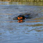 Apportierspielzeug mit Seil fürs Wasser, 23 cm, Grün – Dog Comets Bobber – Bild 6