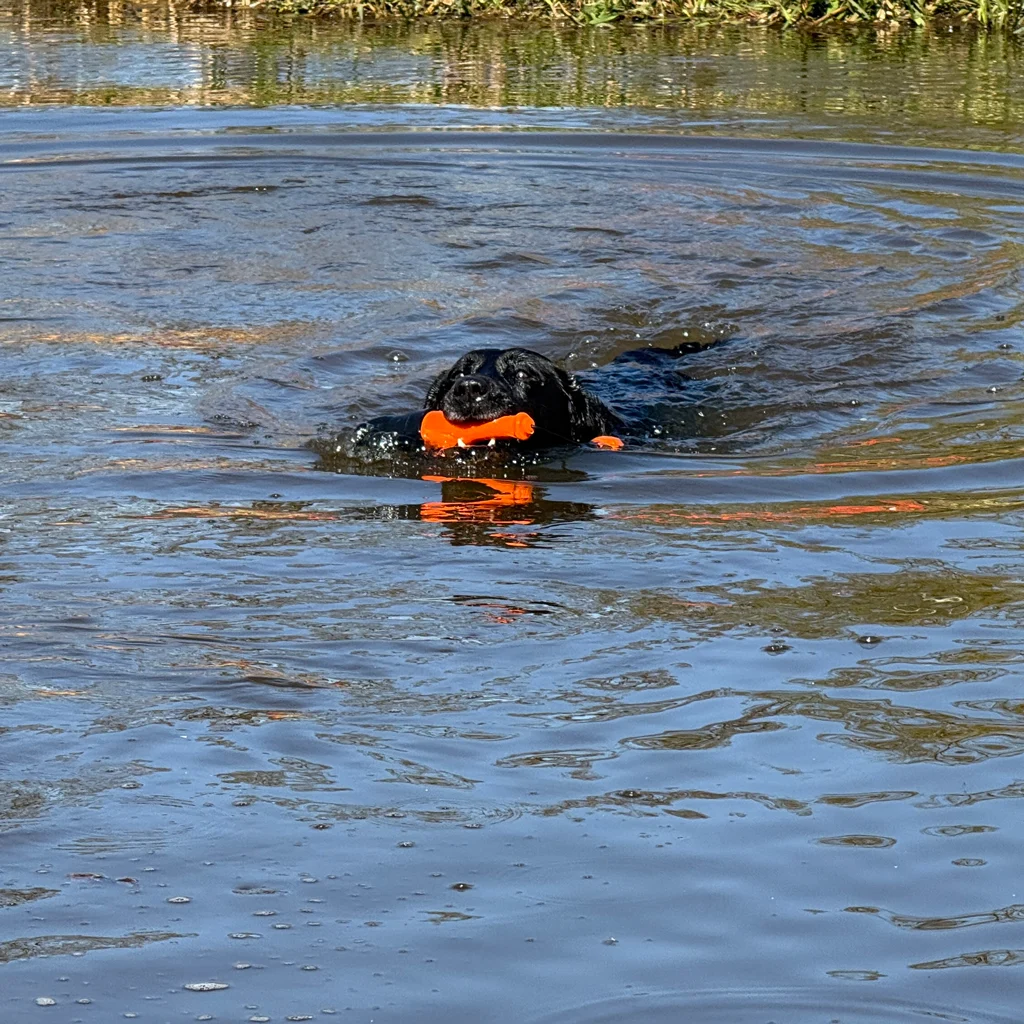 Apportierspielzeug mit Seil fürs Wasser, 23 cm, Grün – Dog Comets Bobber – Bild 6