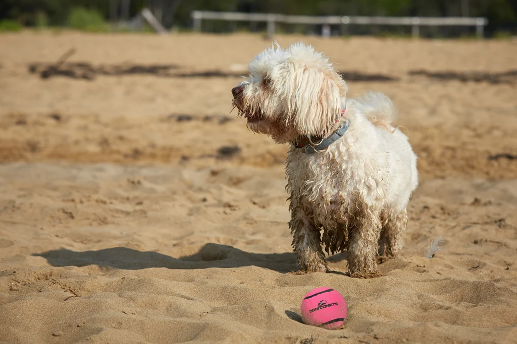 Hundetennisball mit Quietscher M, Ø 6 cm, Rosa – Dog Comets Neutron Star – Bild 3
