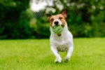 Tennisball mit Quietscher und Gummirand, Grün, M, 6 cm – Dog Comets Neutron Star – Bild 3